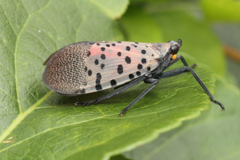 Spotted Lanternflies Are Here The Academy Of Natural Sciences