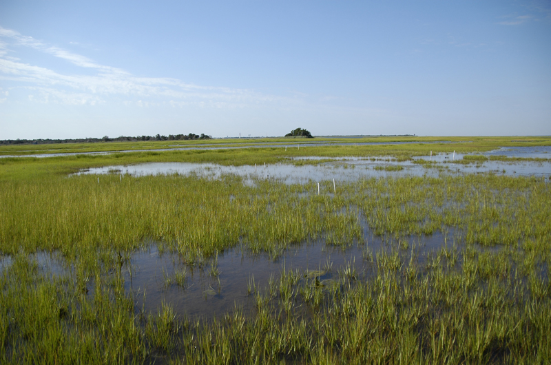 Barnegat Salt Marshes Treat Water – The Academy of Natural Sciences