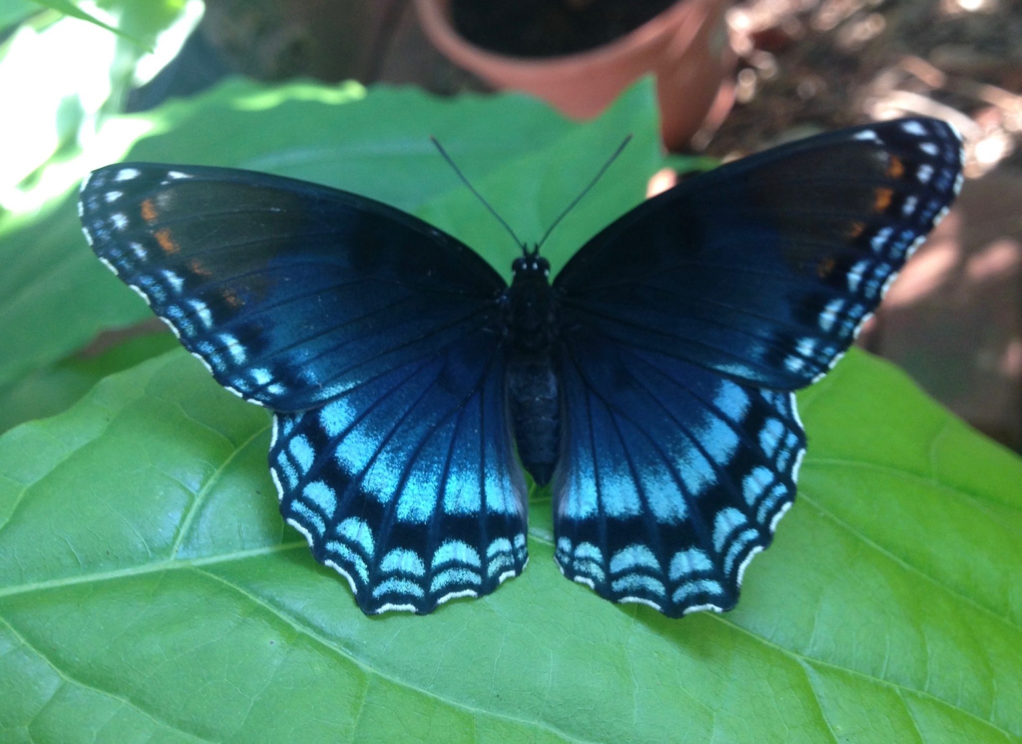 Summer Butterfly Guide – The Academy of Natural Sciences