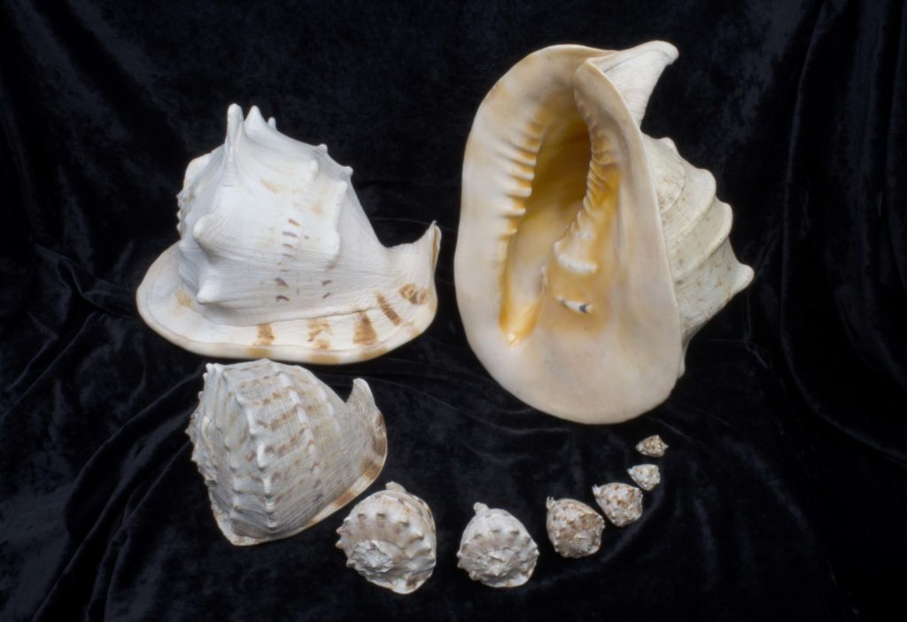 Shell Feast for the Eyes – The Academy of Natural Sciences