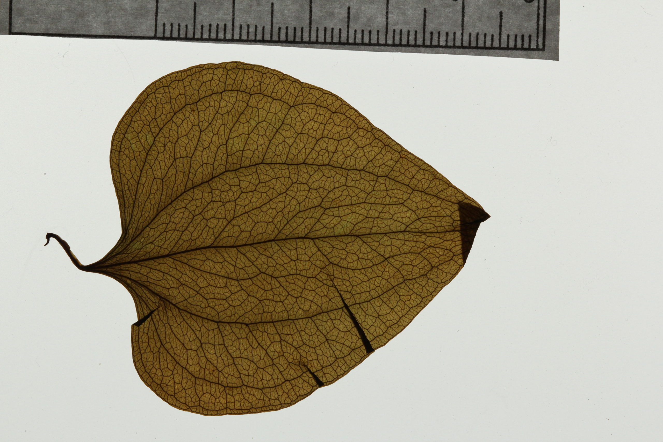 Leaf, Parts + Functions + Venation
