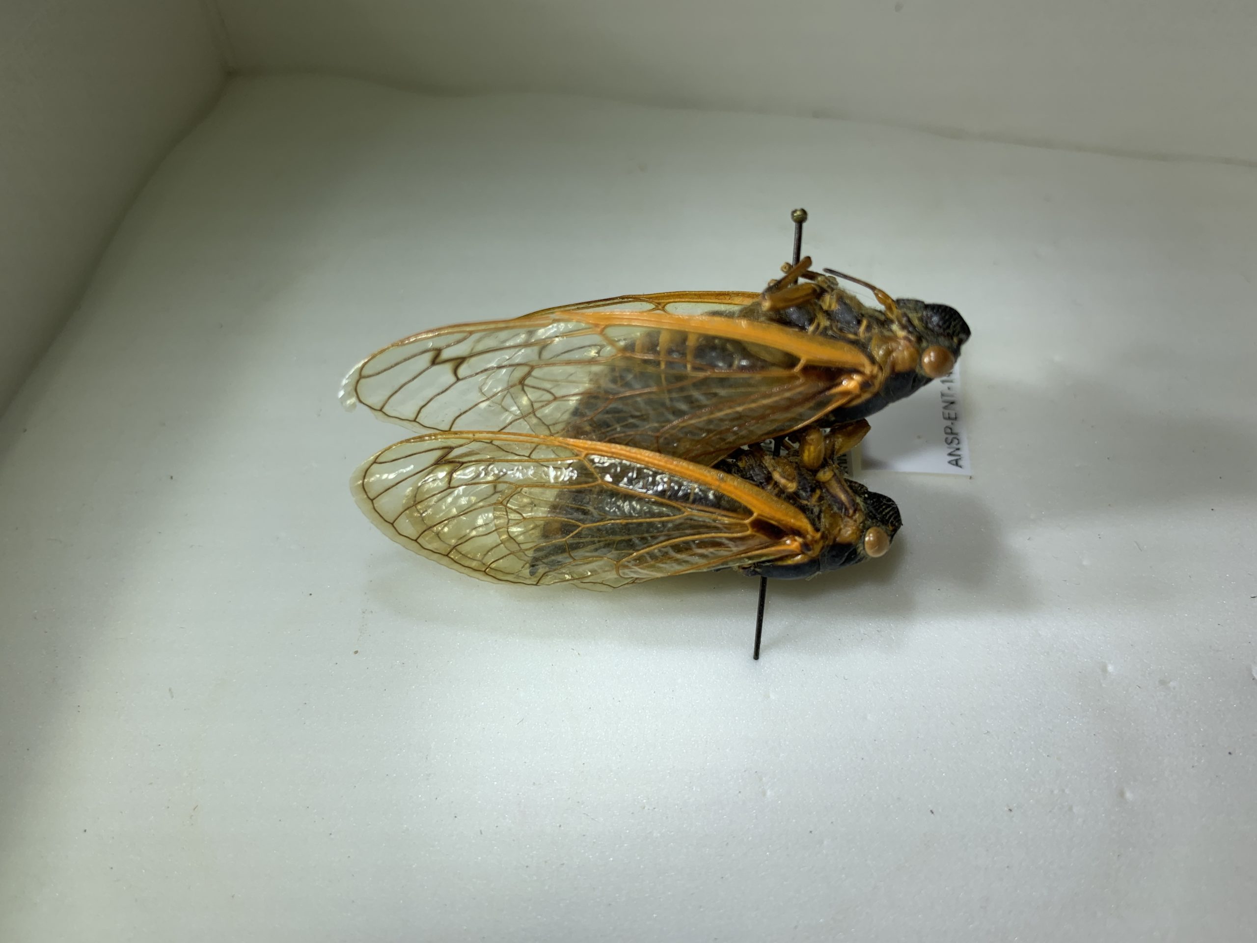 Tips for Fly Fishing during the 2021 Brood X Cicada Emergence