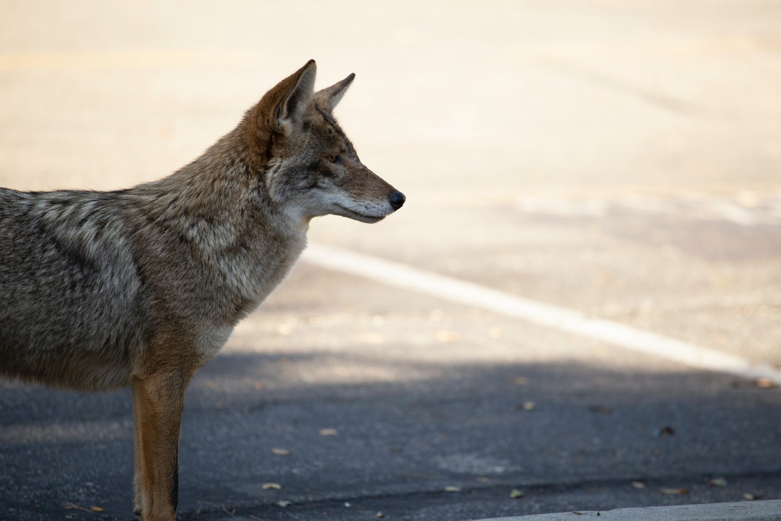 Coyote And Fox Populations On The Rise The Academy Of Natural Sciences