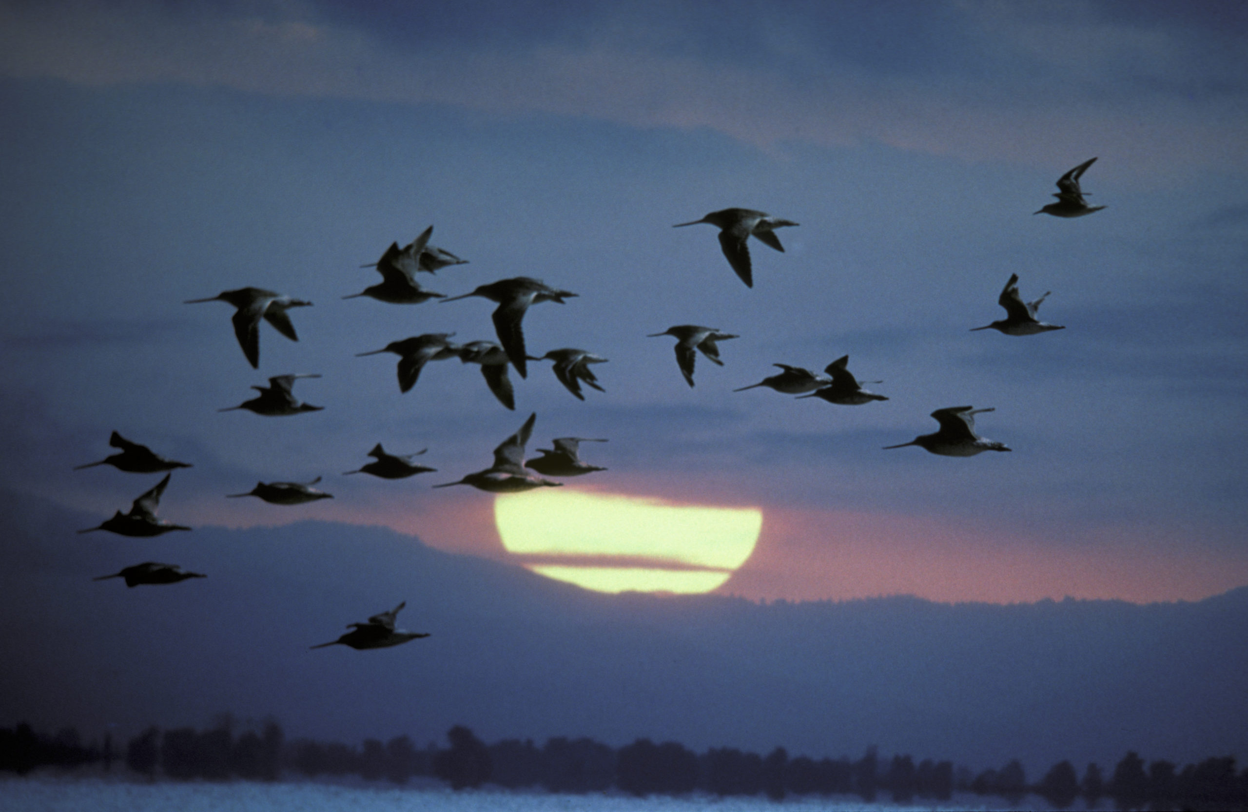 Why Birds Fly Together & Why Is Flocking Important? - Bird Buddy Blog