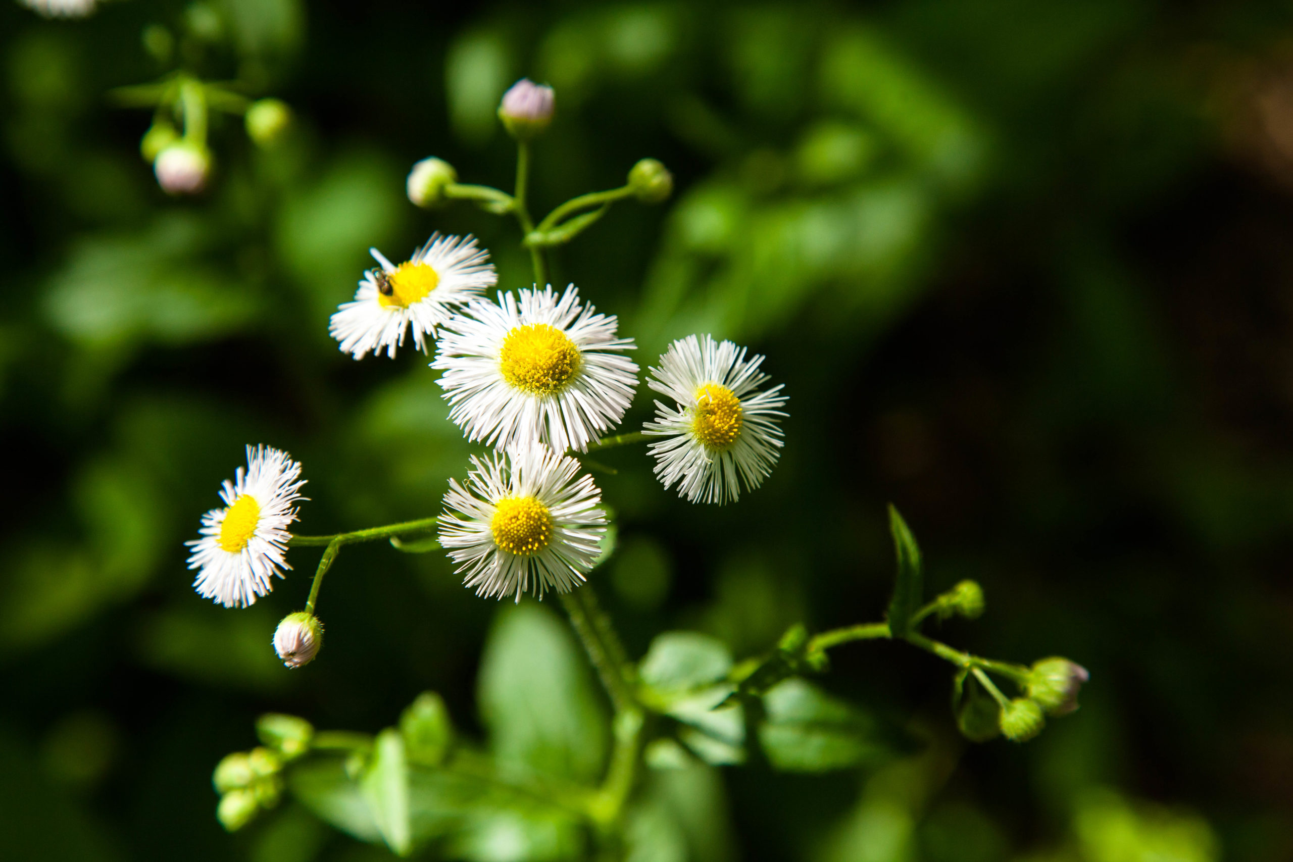 Spotting Spring On Philly’s Nature Scene – The Academy of Natural Sciences