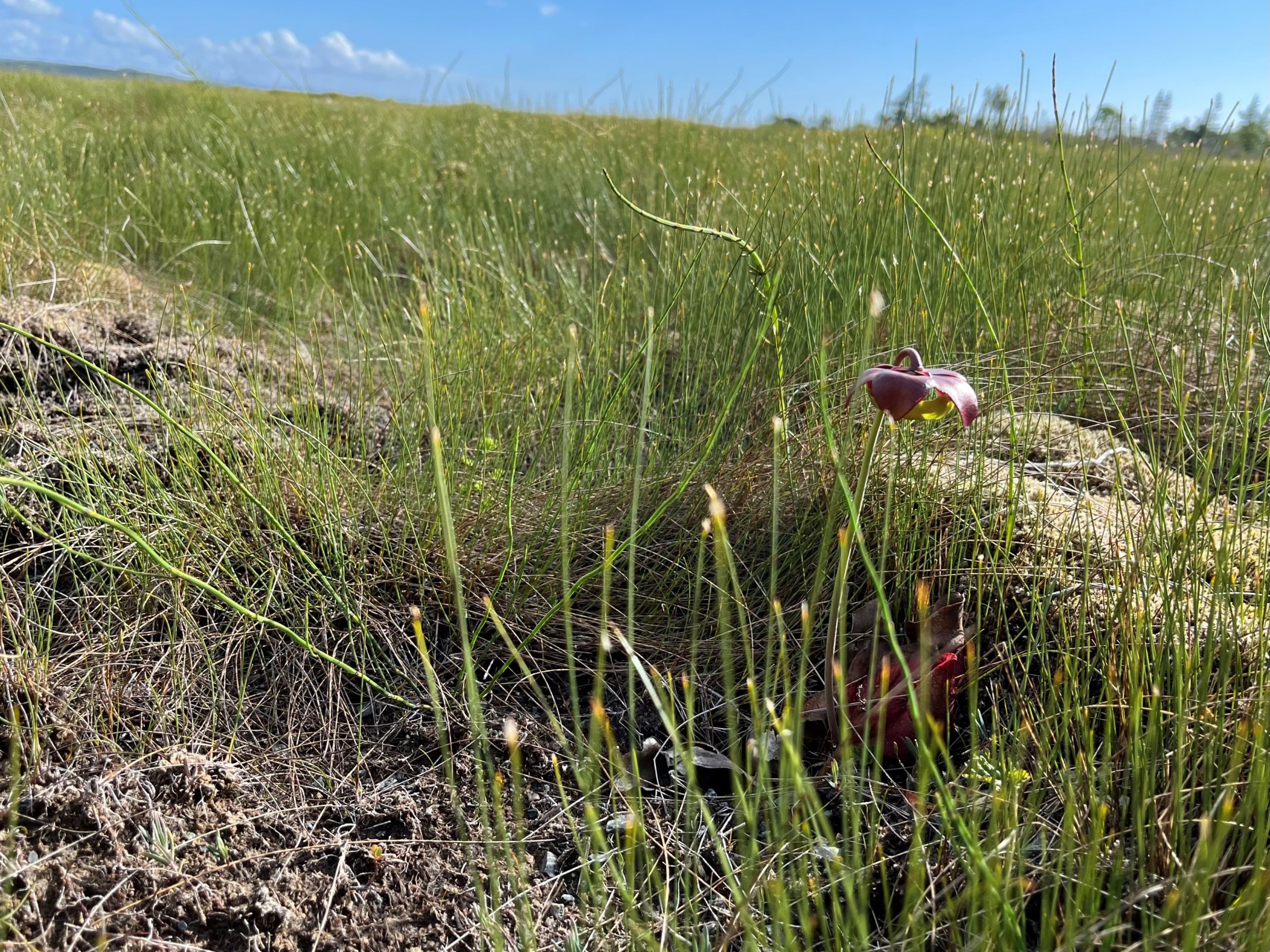 Highlighting Biodiversity Familiar Flora In Newfoundland And Labrador   Photo4 Pitcher Plant Scaled 